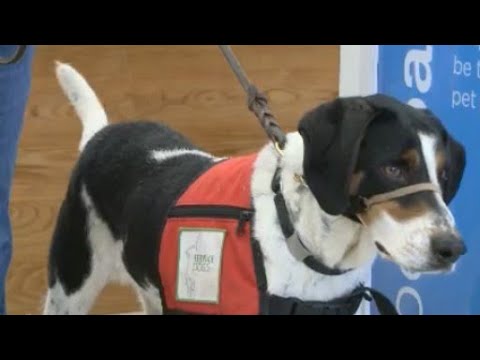 From shelter dog to service dog: Grant will change their lives