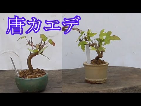 ミニ盆栽 唐カエデの植え替え Youtube