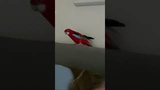 Old spice bird