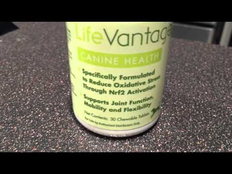 how-to-treat-dog-joint-and-arthritis---best-stress-and-pain-relief-supplement