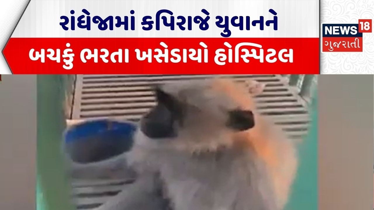 Gandhinagar Monkey Attack | રાંધેજામાં કપિરાજે યુવાનને બચકું ભરતા ખસેડાયો હોસ્પિટલ | Gujarati News