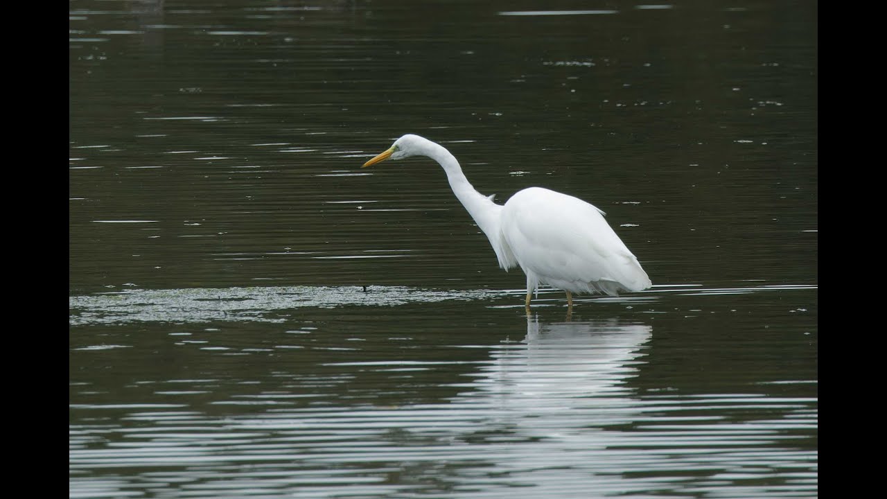Great White Egret, Parc du Marquenterre, Somme, France, 30/8/25