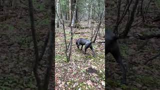 2024-30-04 update Athena Cane Corso rescue