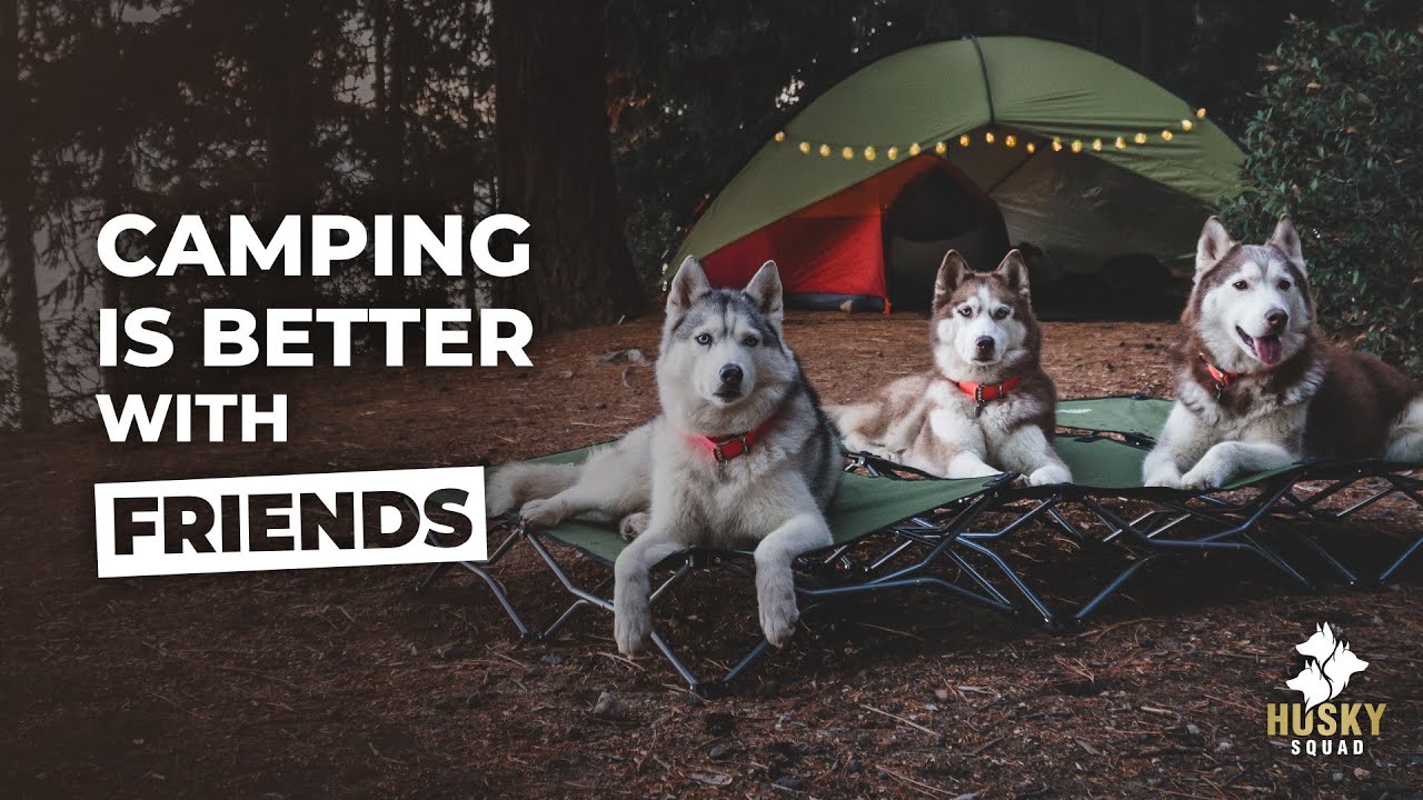 Camping With Dogs + Tips | Husky Squad - YouTube