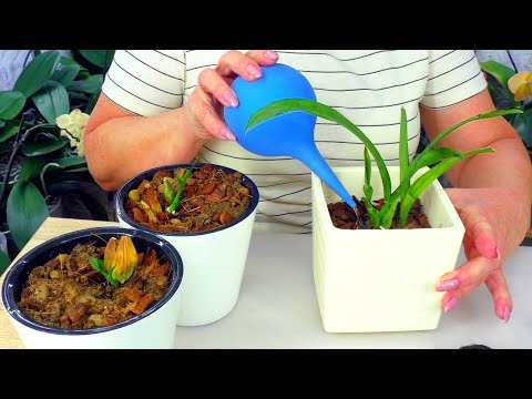 Video: Cattleya: kotihoito. Cattleyan siirto ja lisääntyminen