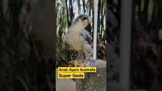 Ayam Kampung Australia, Super Gede #Penangkaran #Breeding #Viral #Shortvideo