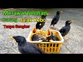 Lolohan Burung Jalak Kebo