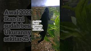 Blackghost besar akhirnya "pergi" #ikanhias #akuarium #hobiikan