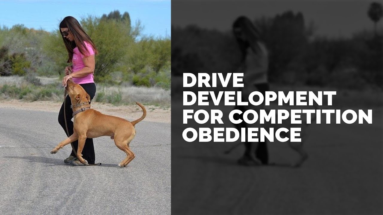 puppy paradise Drive Development for Competition Obedience