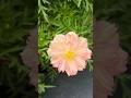 Blooming happiness 🌸#cosmos #shortsyoutube #flowers