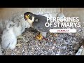 Peregrines of St Marys - Camera 2