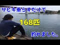 サビキ垂らすだけで168匹釣れました。