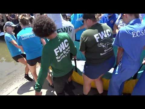 Manatee released at Eckerd College after rehabilitation