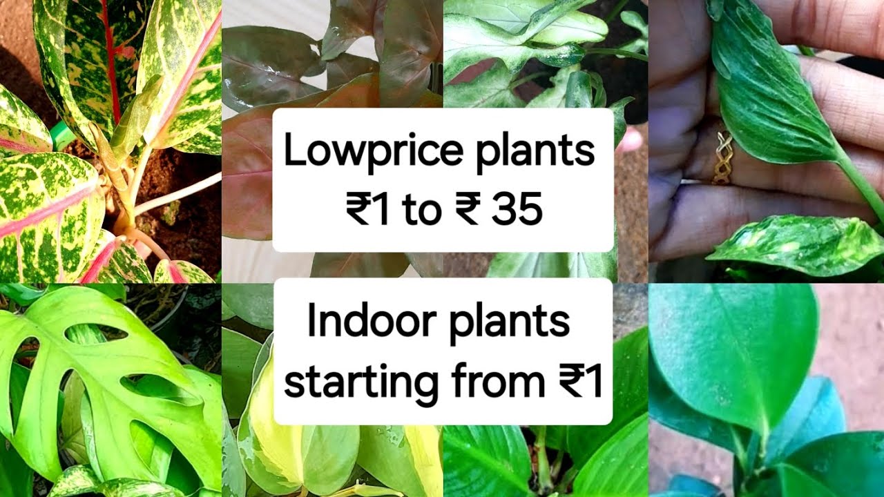 Indoor plants in low price ₹1 to ₹35 offersale