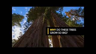 Reading Explorer Foundation, Unit-6 Giants of the Forest