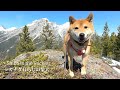 朝はテンションどん底でも山に来た途端にご機嫌になる柴犬【4K】