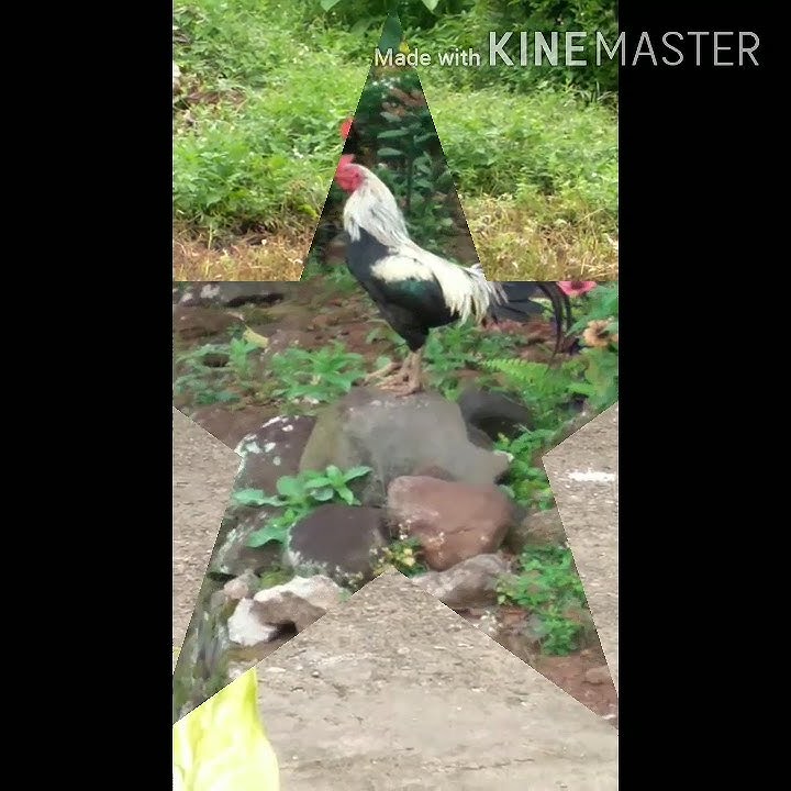 Kompilasi  Kokok Ayam Kampung Asli Cocok Untuk Nada Dering