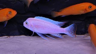 Metriaclima Estherae Minos Reef F1