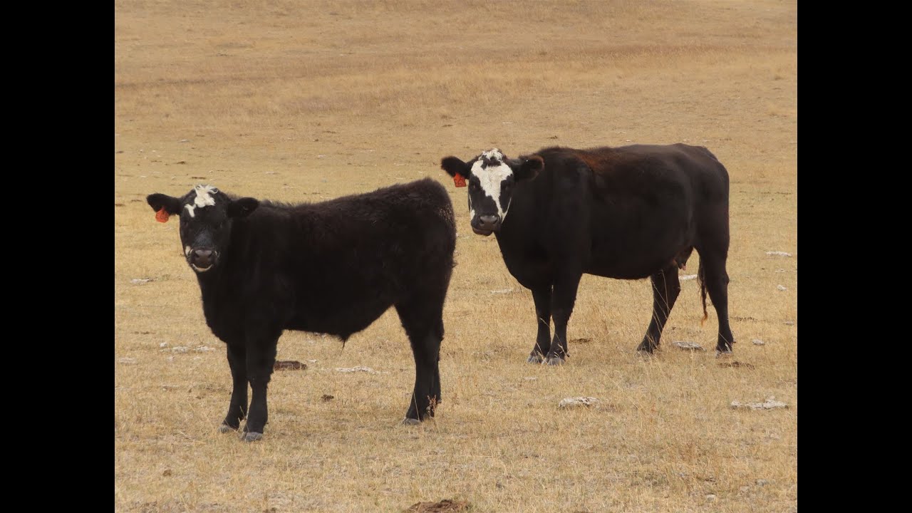 Spring View Ranch Ltd. 2021 Angus X Calves - YouTube