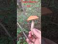 ГРИБ ПОДОСИНОВИК. Начало Августа 8.08.2024. Czarne. #4k #video #super #охота #лес #лето #природа