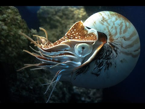 Rare Nautilus spotted near Papua New Guinea