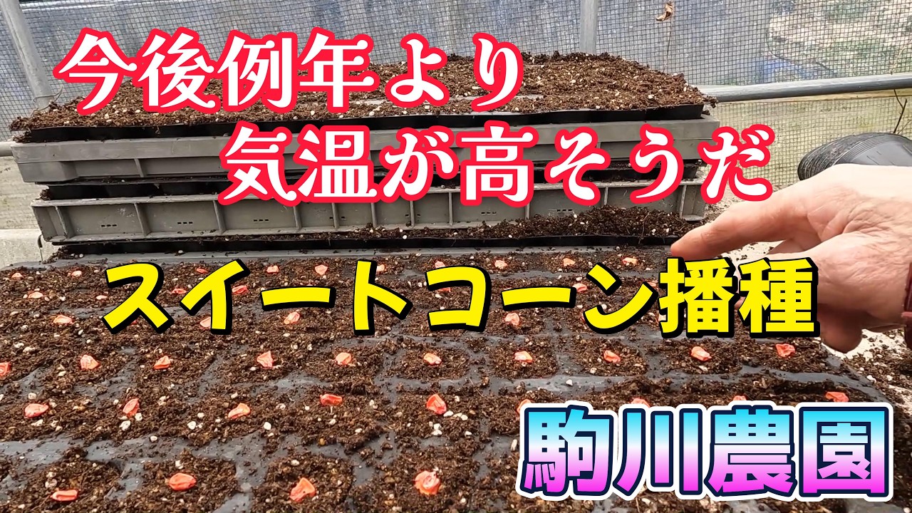 今年は春先暖かそうだスイートコーンの播種　駒川農園　26.2.21