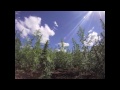 Strain Hunters Swaziland - Timelapse 02 day 3.m4v
