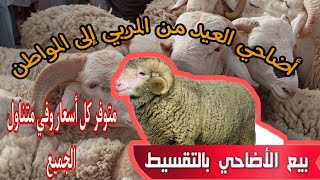 أسعار أضاحي العيد من المربي إلى المواطن مباشرة