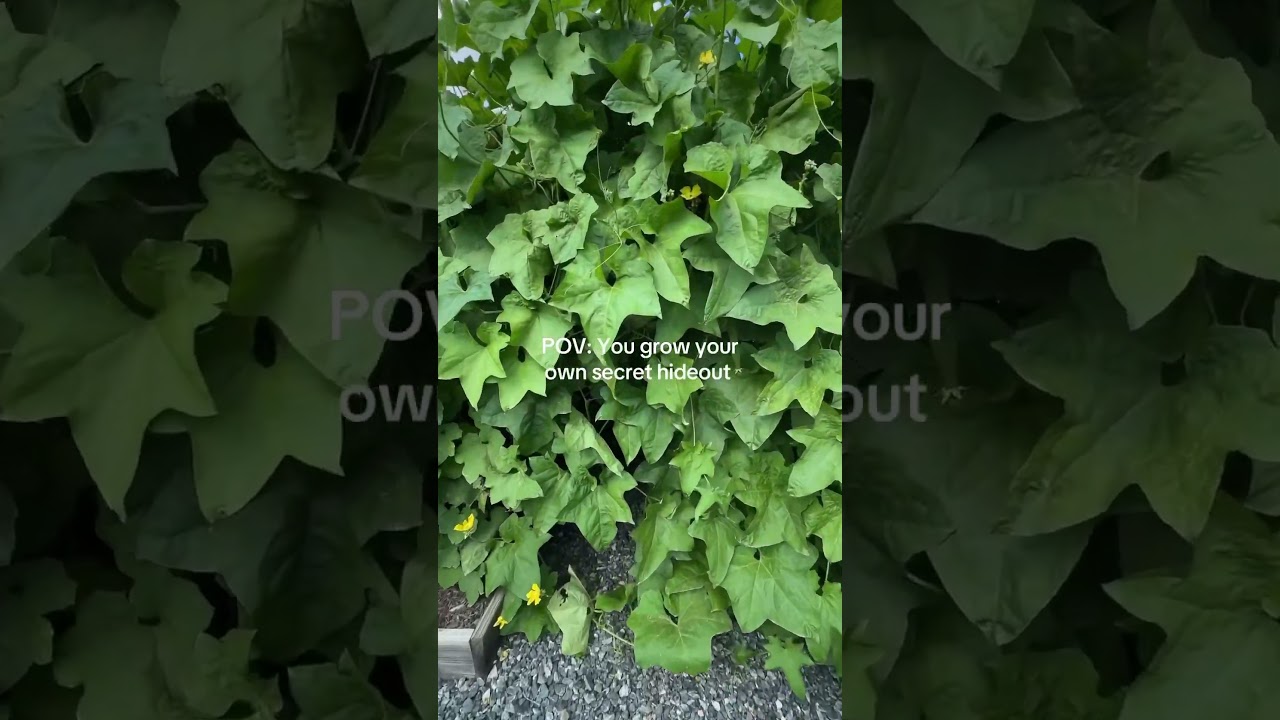 Secret Garden Hideout of Luffa Gourds 🌿 | Raised Bed Garden Arch Oasis 