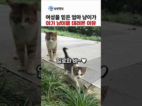 여성을 신뢰한 엄마 고양이가 새끼를 데려온 이유 thumbnail