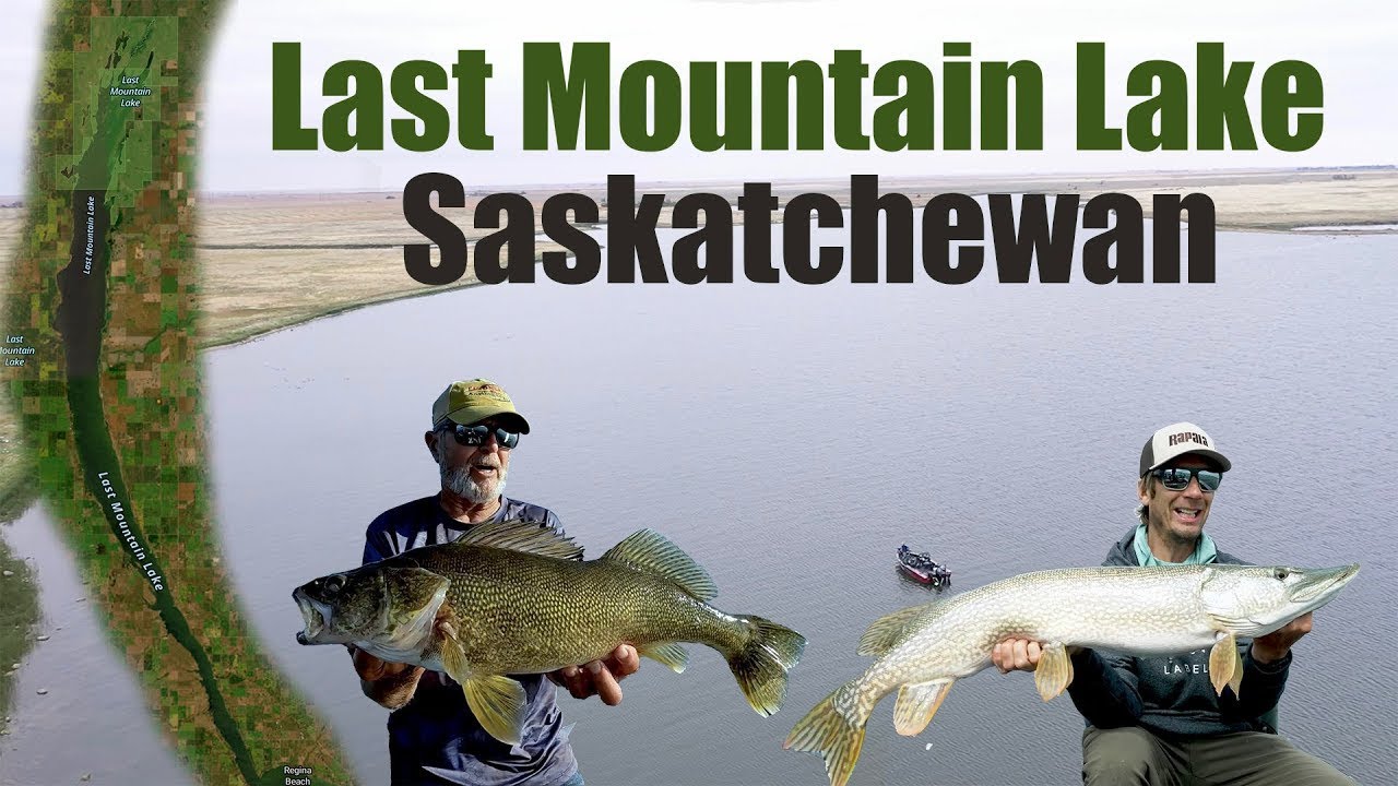 Monster Fish Caught at Last Mountain Lake