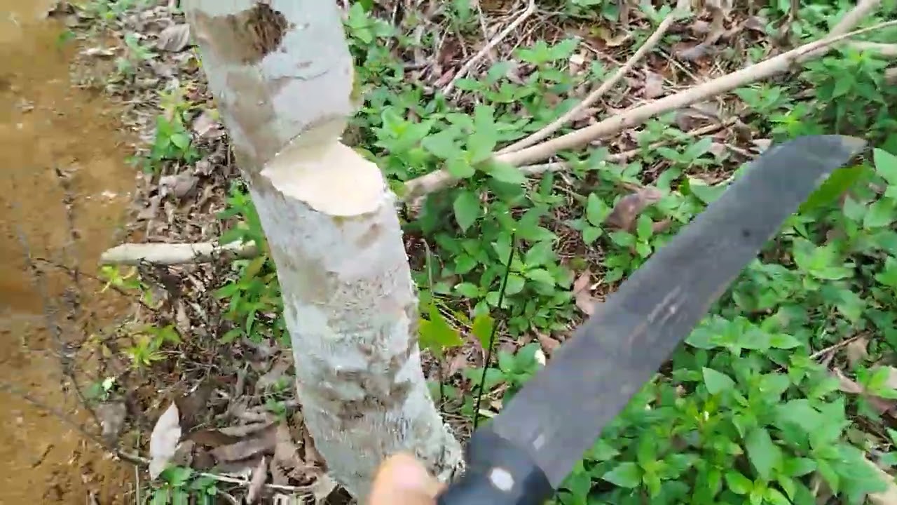 Como plantar mudas de pitaya.