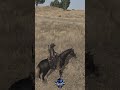 Cowboy Finds Dead Body, Must Hunt Down Horse #shorts