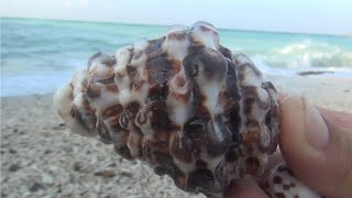 Explore the beach and find a giant seashell