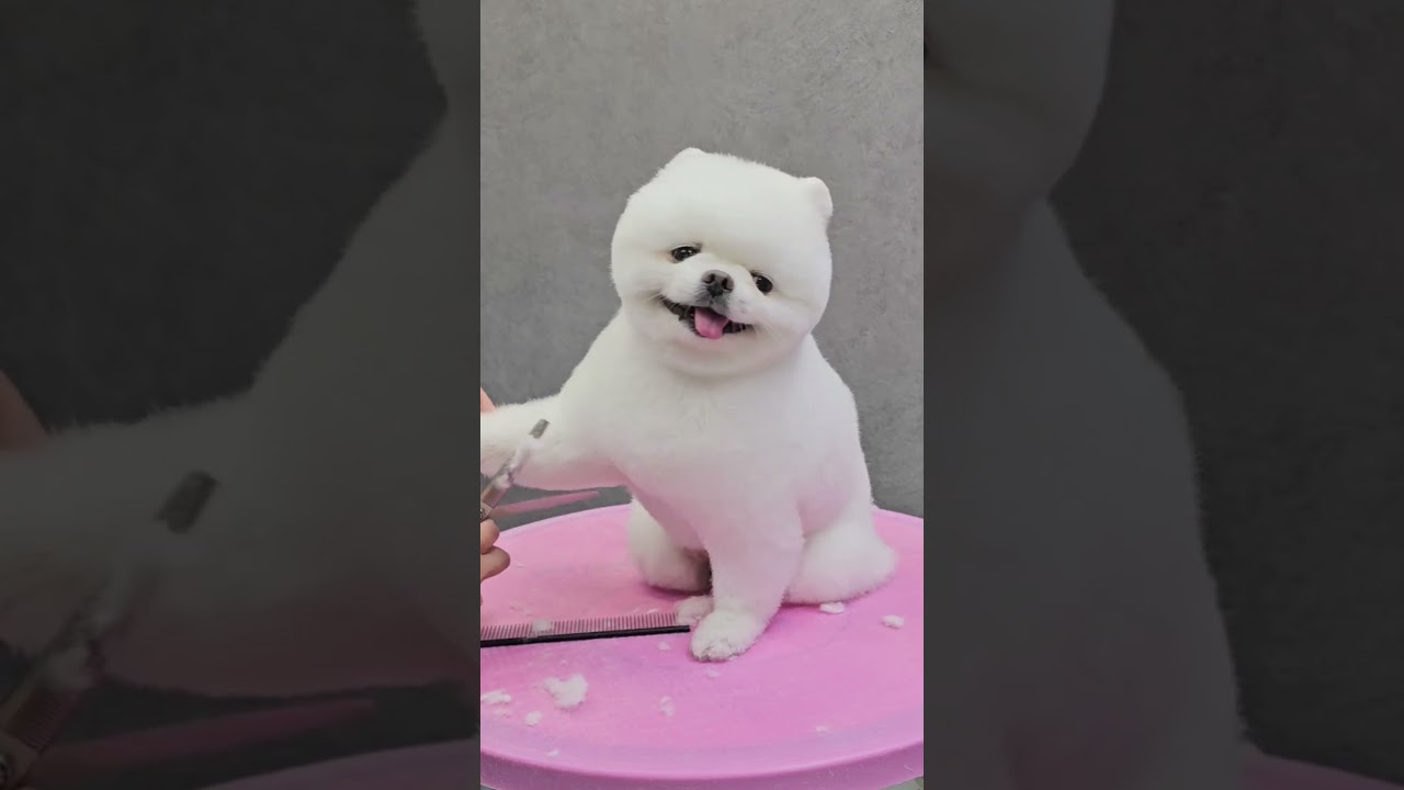 ADORABLE POMERANIAN FUNNY GROOMING ADORABLE CARE🐶🙉🐾