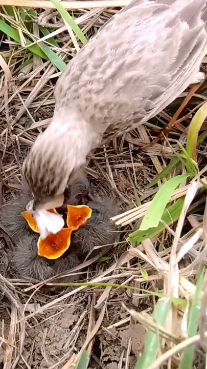 Delicate Choreography of Pipit Bird Parents Delivering Insect Meals to Their Chirping babies