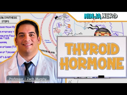 Endocrinology | Synthesis of Thyroid Hormone