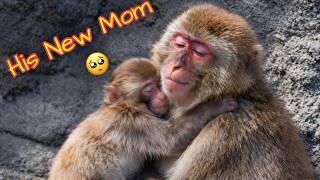 Punch-Kun Is She His Real Mom? His Brave First Step Beyond His Stuffed Animal Comfort