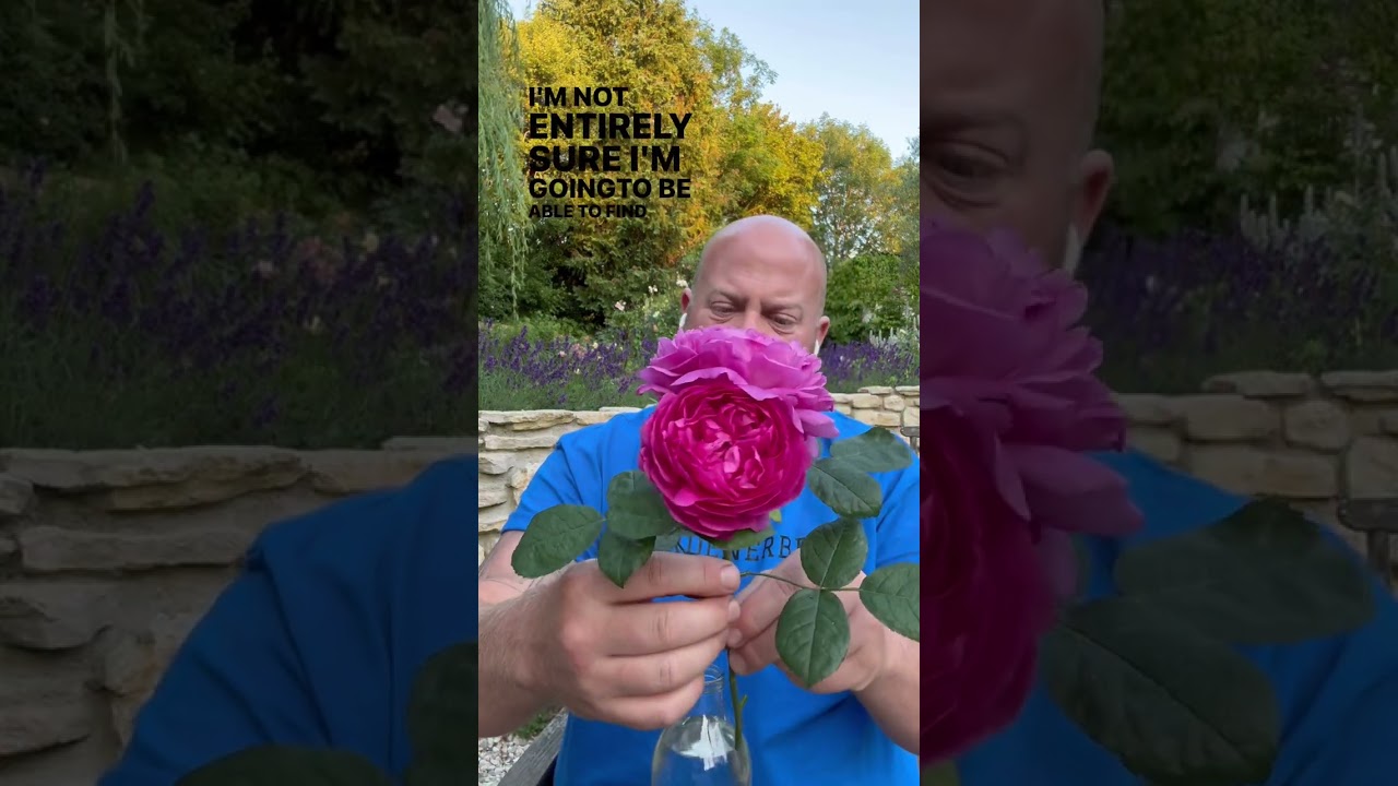 Personal growing review of rose “Noble Antony”from 