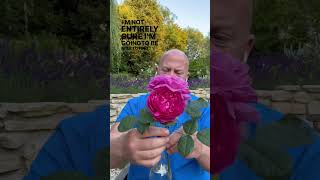 Personal growing review of rose “Noble Antony”from @david_austin_roses #gardenerben