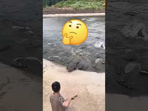 تمساح غاضب يهاجم والنهاية صادمة 