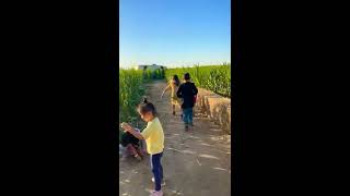 Dave’s Pumpkin Patch Corn Maze West Sacramento