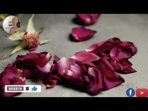El remedio de Dios (cover)
