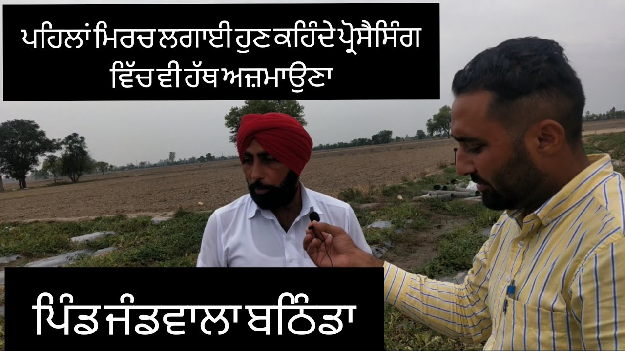 ਪ੍ਰਾਈਵੇਟ ਨੌਕਰੀ ਛੱਡ ਲਗਾਈ ਹਰੀ ਮਿਰਚ। ਕਹਿੰਦਾ ਕਿਸੇ ਦੀ ਗੁਲਾਮੀ ਨੀ ਕਰਨੀ। Panjaab Paidavar। Sukhi Shergill