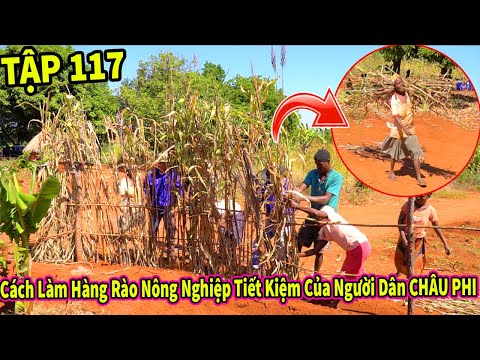 (Tập 117) Nông Nghiệp VIỆT NAM ở Châu Phi || Cách Làm Hàng Rào Siêu Tiết Kiệm Của Người Dân Châu Phi (Tập 117) Nông Nghiệp VIỆT NAM ở Châu Phi || Cách Làm Hàng Rào Siêu Tiết Kiệm Của Người Dân Châu Phi