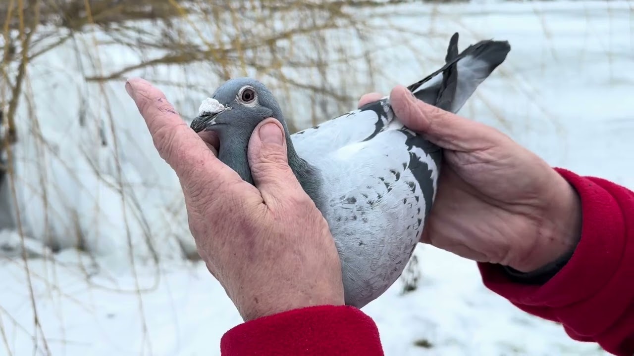 GOŁĘBIE JANSSEN DE KLAK PORSHE cz 2 