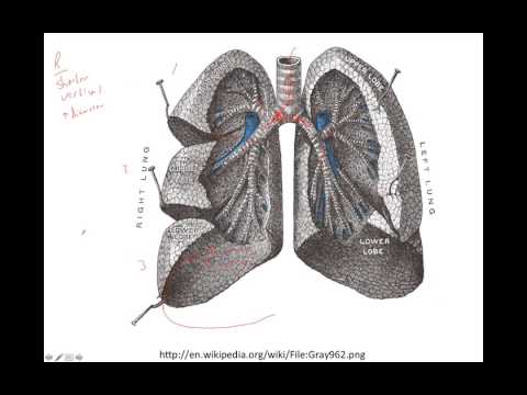 Lower Respiratory Anatomy - YouTube