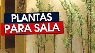 55 PLANTAS PARA SALA QUE VÃO DAR VIDA AO AMBIENTE