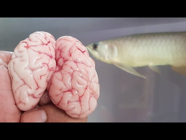 Arowana fish food feeding -  goat brain (food for full Protein)