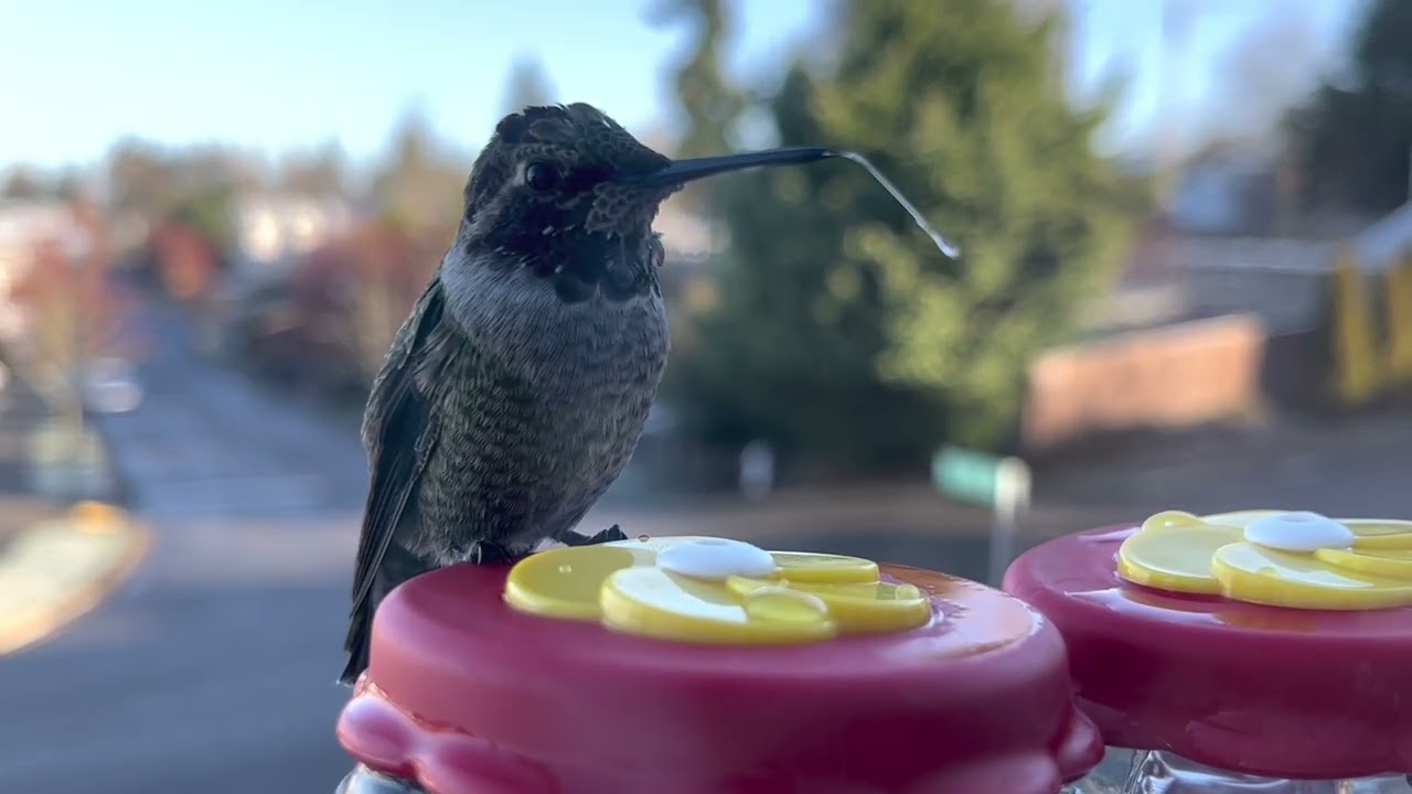 Hummingbird with Stuck Tongue - Please Clean Your Feeders